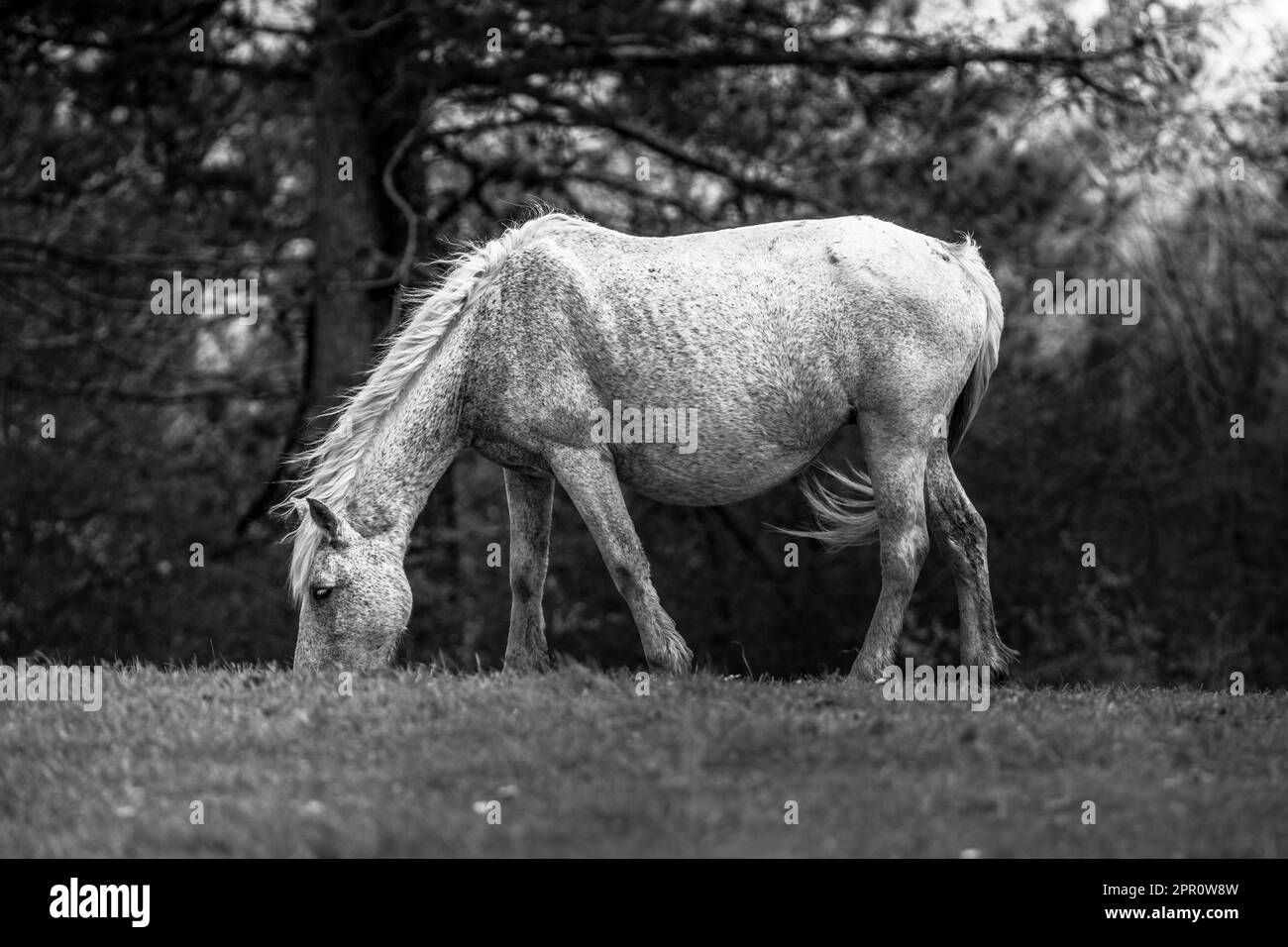 Questi bellissimi cavalli selvaggi vivono in Italia per sempre gratis Foto Stock