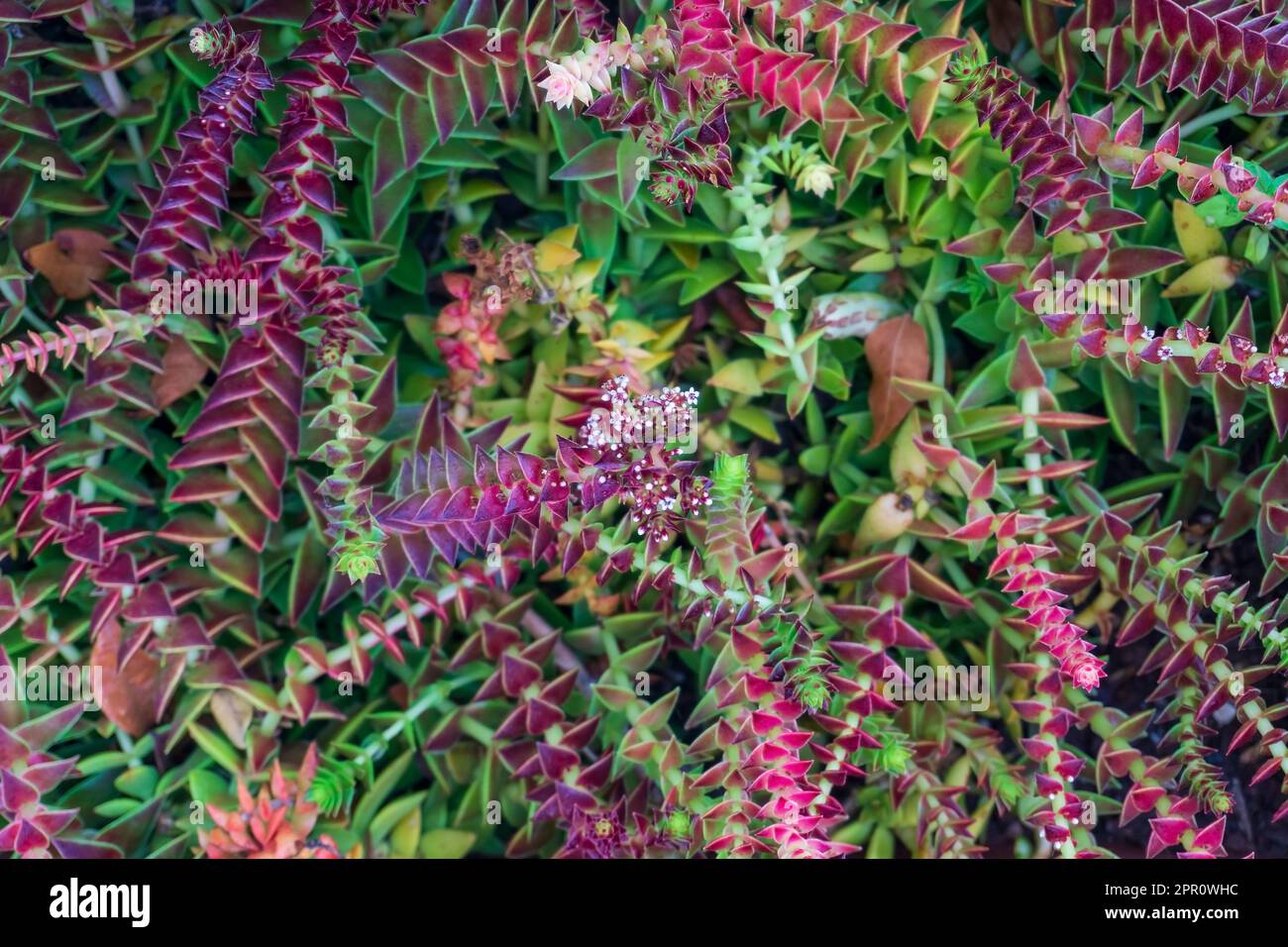 Spara multicolore sullo sfondo naturale della succulenta Crassula Capitella Foto Stock