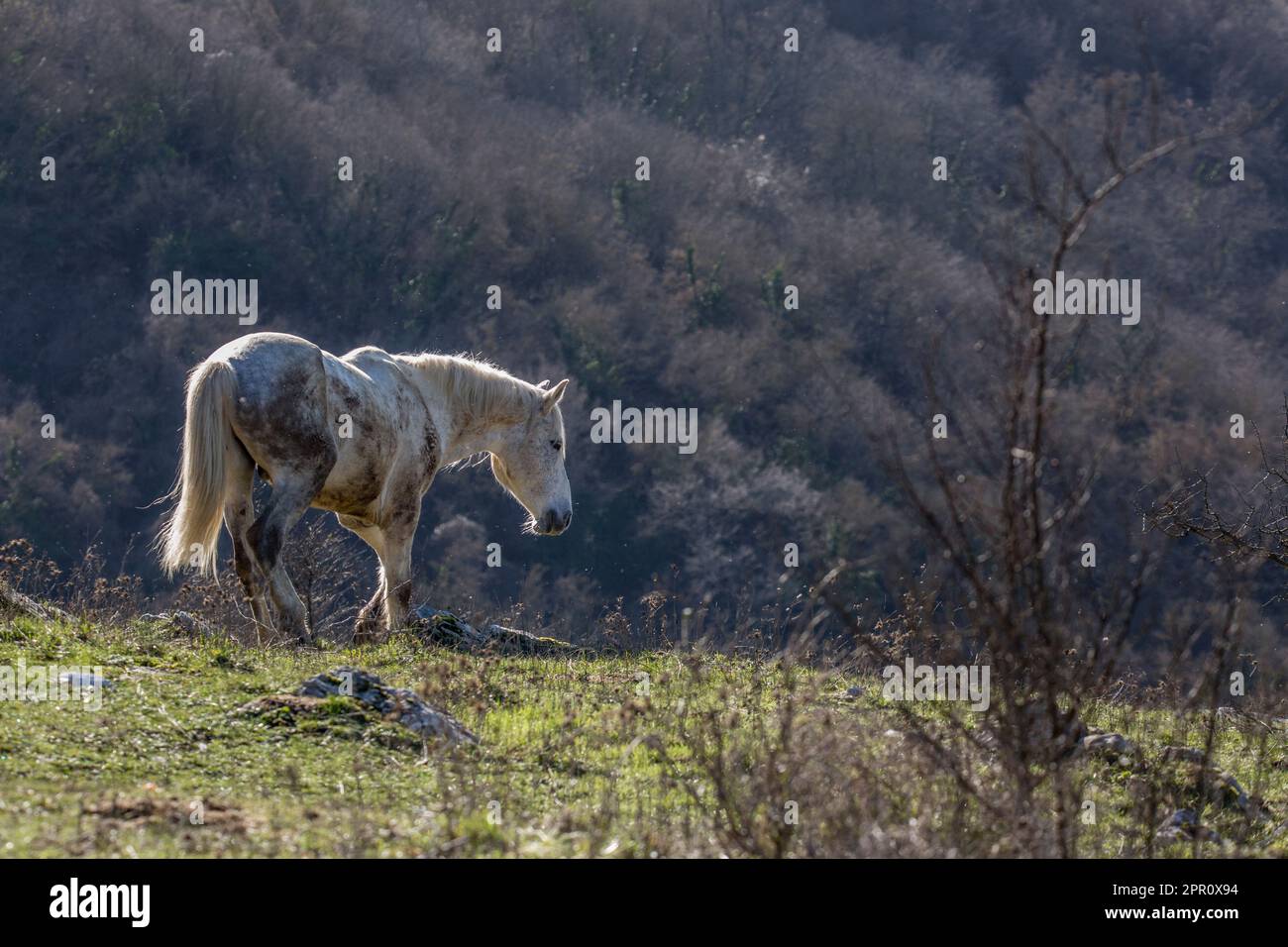 Questi bellissimi cavalli selvaggi vivono in Italia per sempre gratis Foto Stock