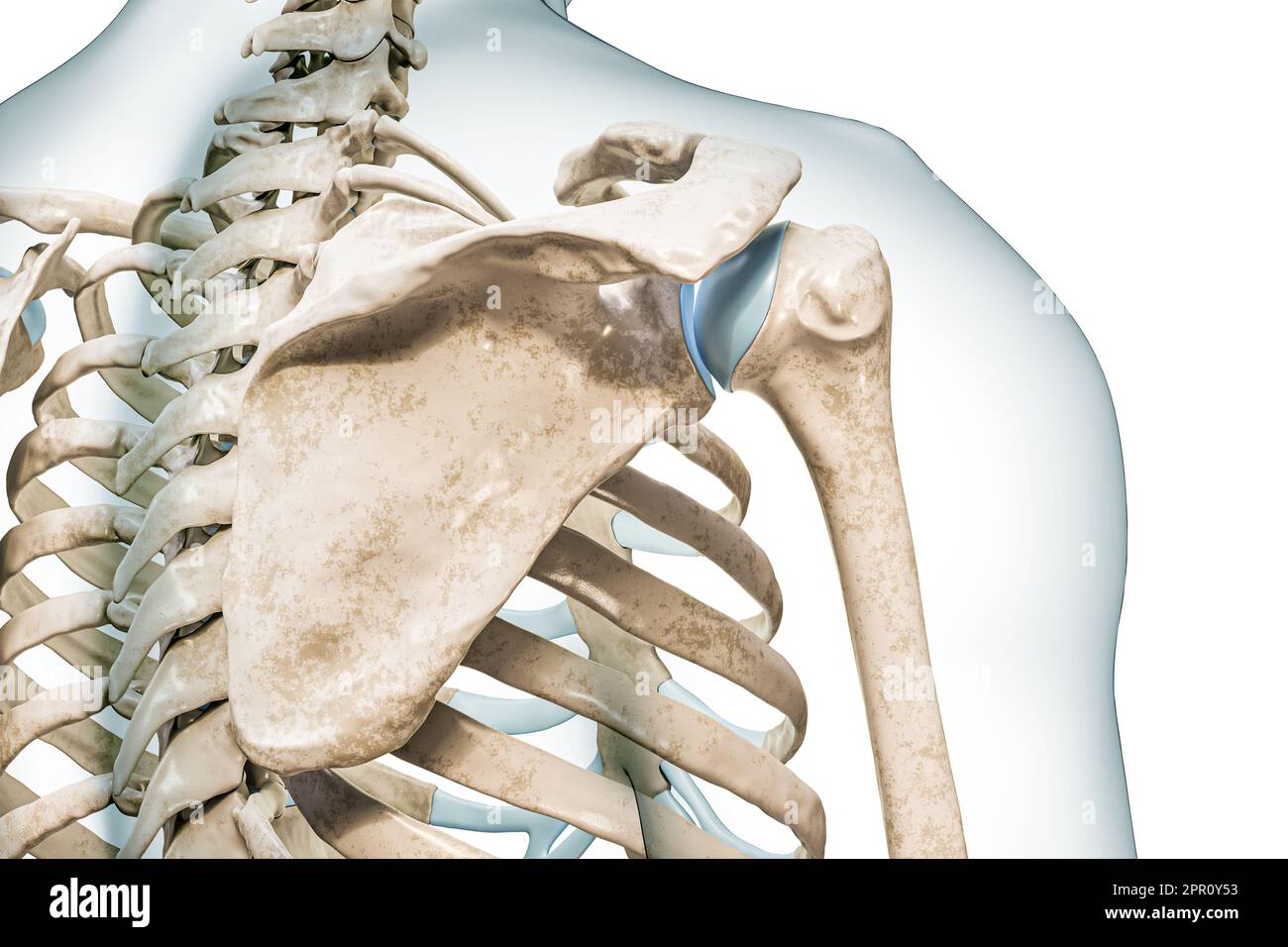 Vista ravvicinata della scapola con contorni del corpo 3D illustrazione di rendering isolata su bianco con spazio di copia. Scheletro umano e anatomia della colonna vertebrale, diagnostica medica Foto Stock