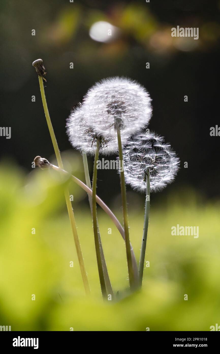 Dente di leone andato a semi fuzzy, Taraxacum officinale, su un verde lussureggiante, sfondo bokeh in primavera, estate, Lancaster, Pennsylvania Foto Stock