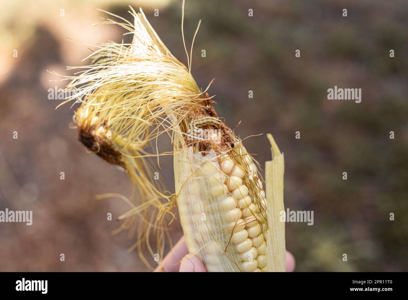 un grande bruco mangia un'spiga di mais. Pianta malata. Prodotto rovinato. Foto Stock