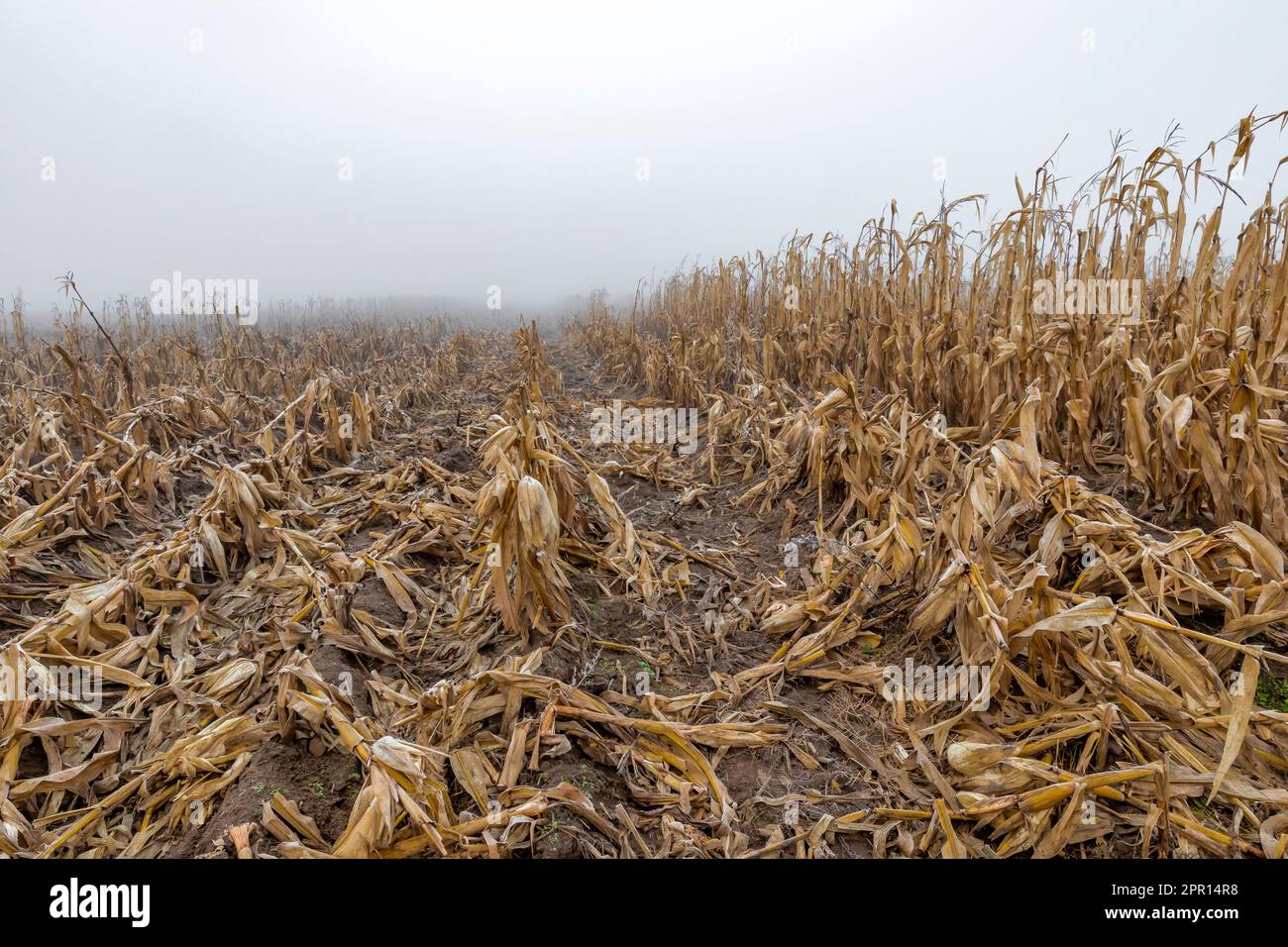 Campo di mais Amish nel Michigan centrale, Stati Uniti Foto Stock