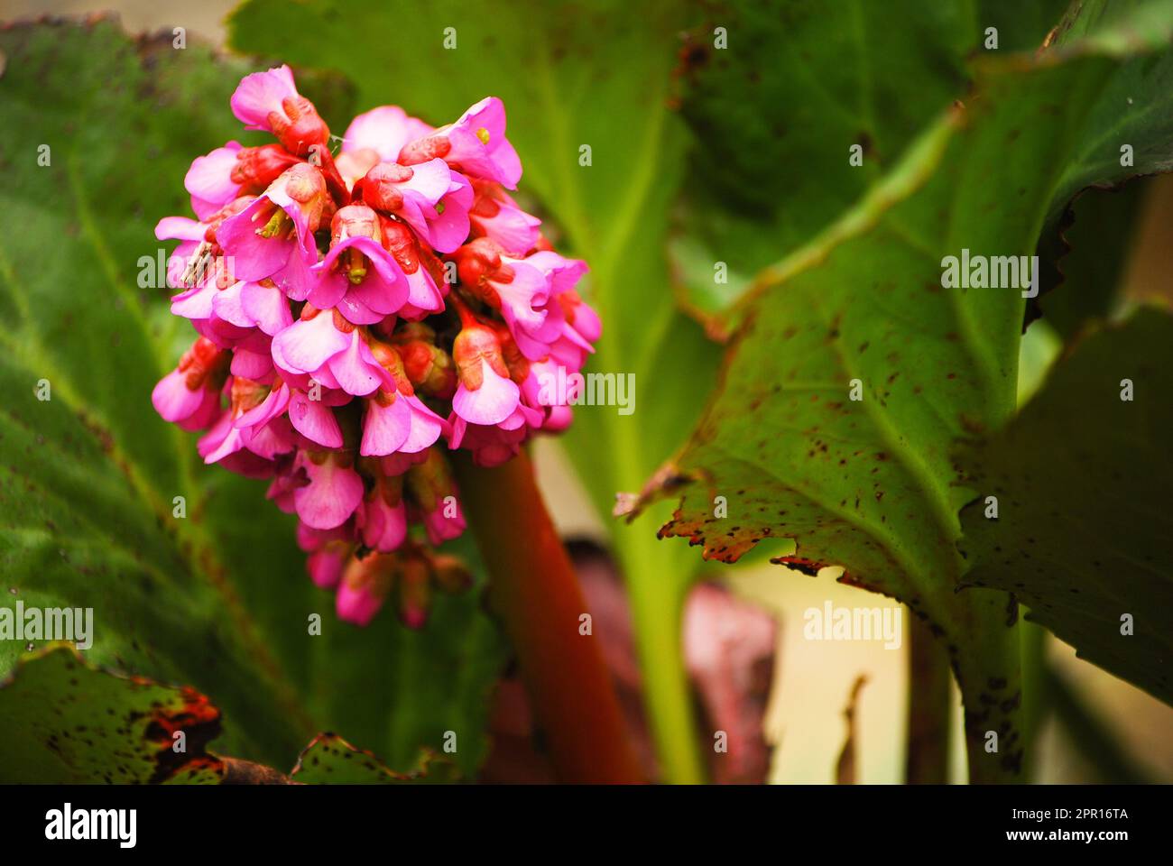 Bergenia crassifolia è un fiore conosciuto come bergenia a forma di cuore, bergenia a fiore d'inverno, orecchio di elefante coreano, badan, pigsqueak, Tè siberiano e Be Foto Stock