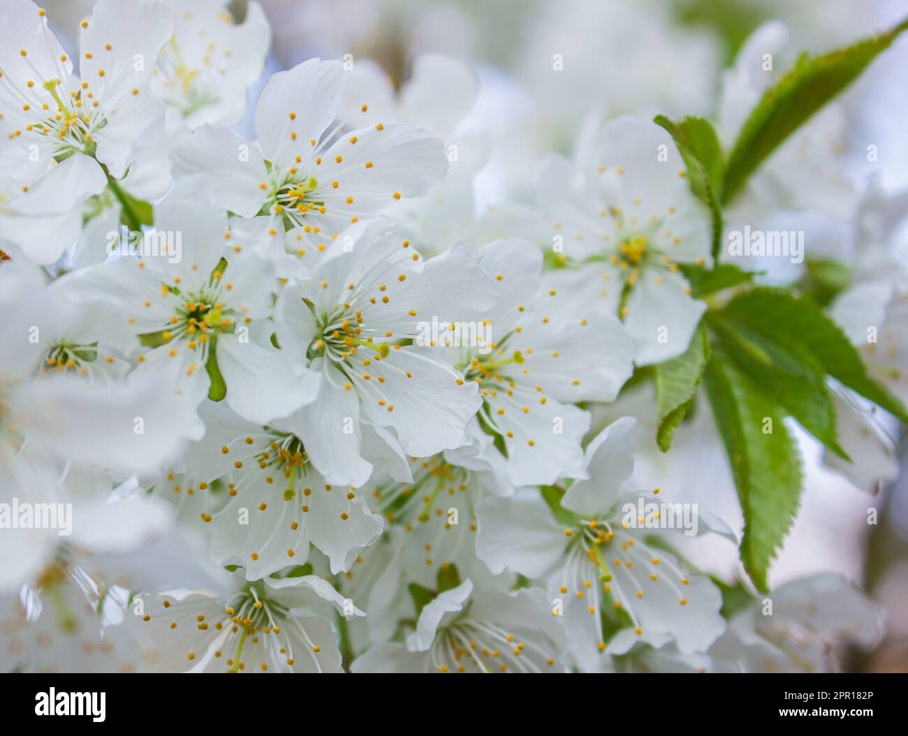 Fiori bianchi Mirabelle o Prunus domestica fioriscono su un albero di prugne in un giardino in primavera. Primo piano di piante da frutto fresche e delicate Foto Stock