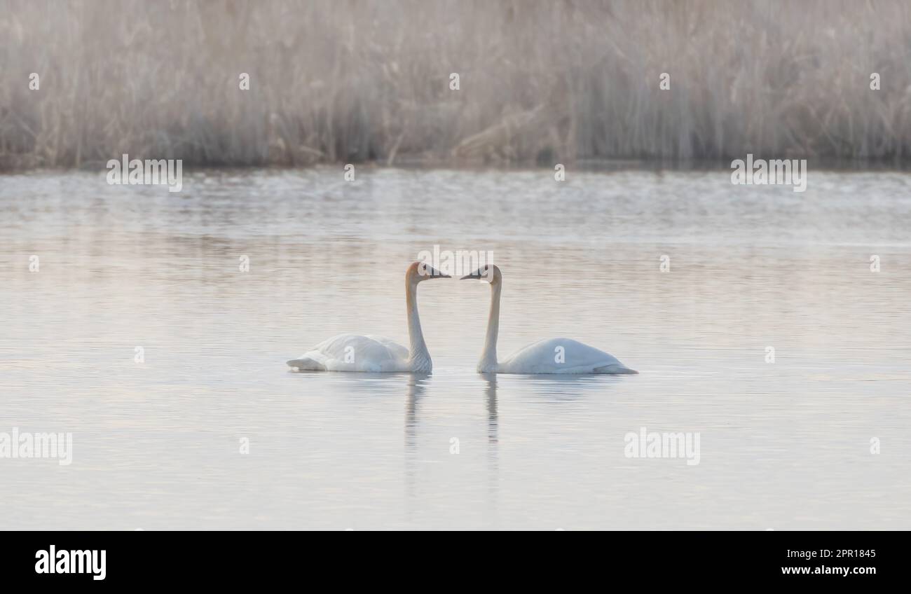 Il trombettista canta la cortigiana in una palude locale all'inizio della primavera Foto Stock