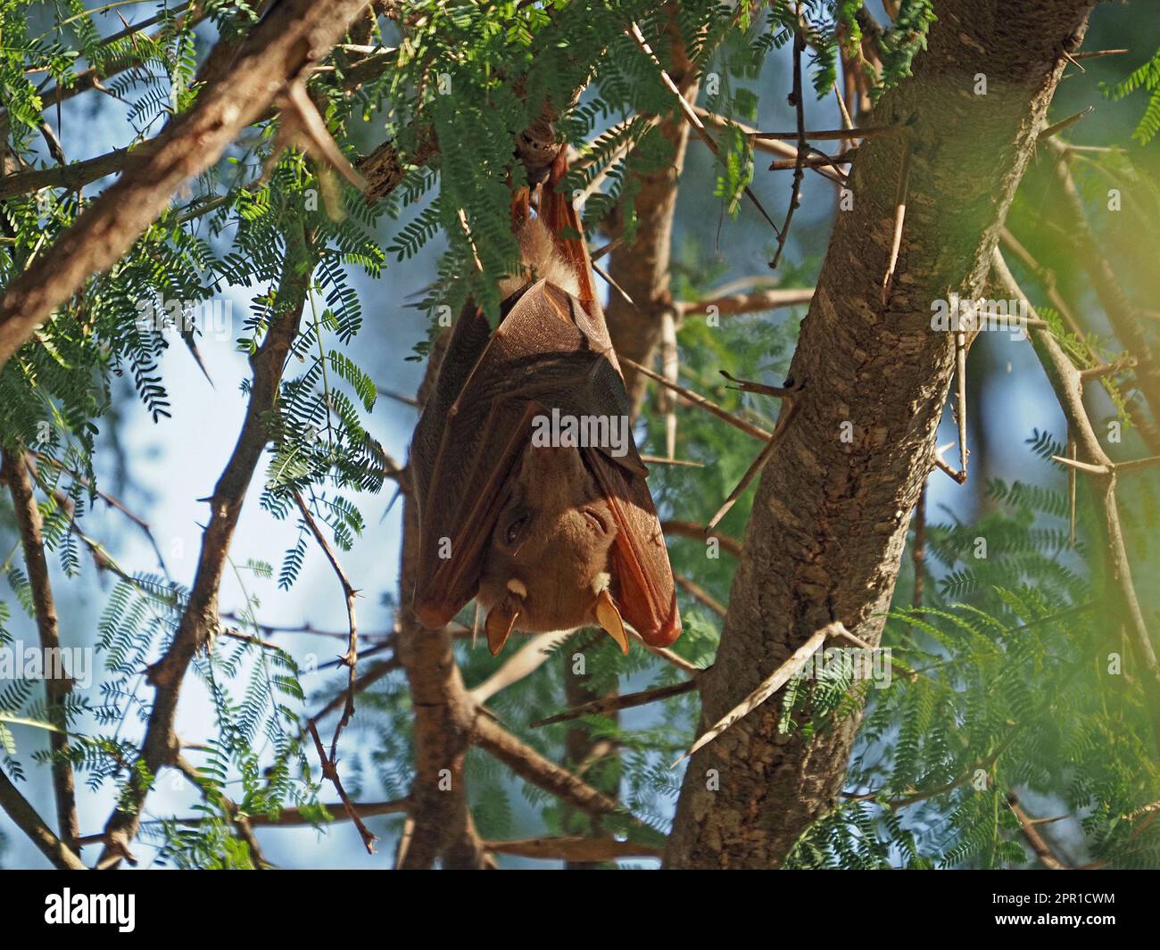 Il grande pipistrello di frutta epauletto di Wahlberg (Epomophorus wahlbergi) con un occhio chiuso appeso in un albero di fronte al fiume Galana, Kenya, Africa Foto Stock