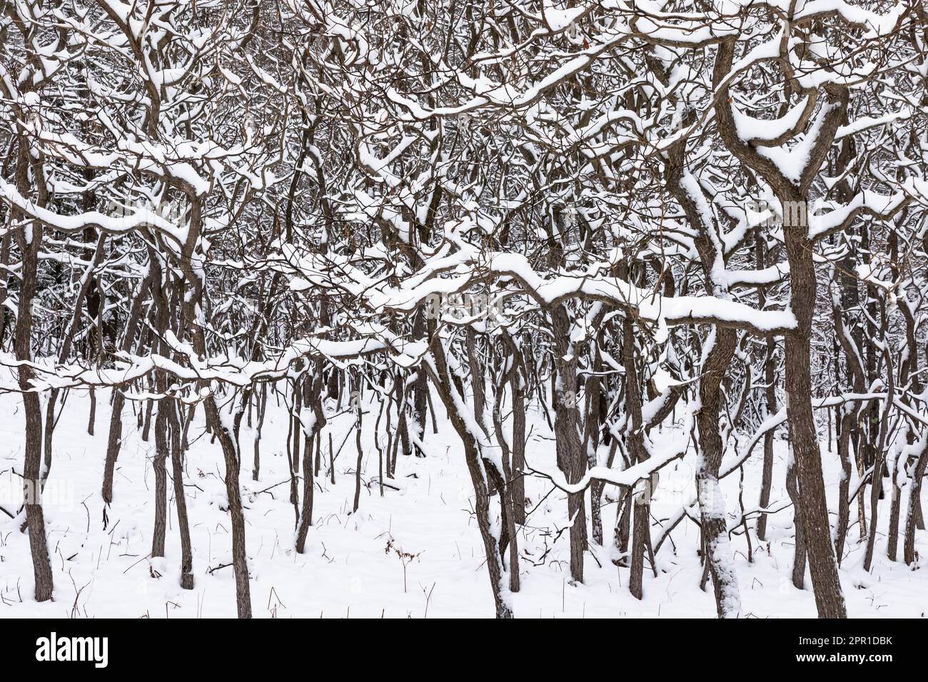 Sassafrass coperto di neve, Sassafras albidum, alberi nel Michigan centrale, Stati Uniti Foto Stock