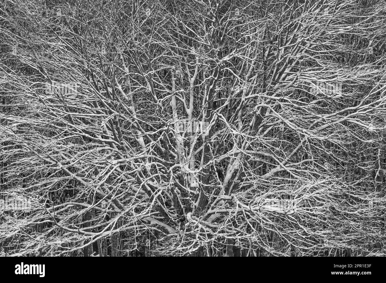 Intricacy di foresta innevata in Michigan centrale, Stati Uniti Foto Stock