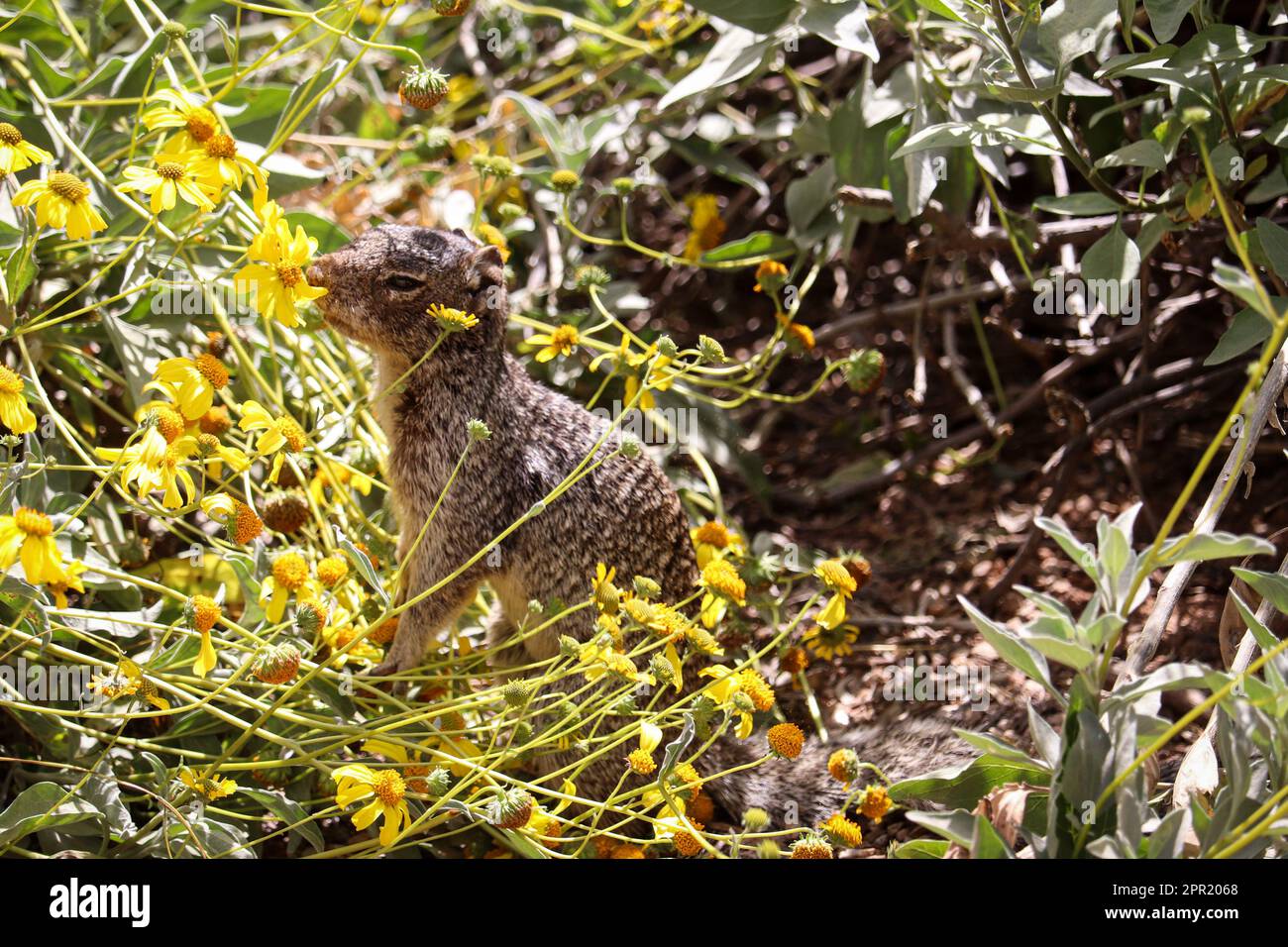 Scoiattolo di roccia o Spermophilus varirgatus che odora i fiori di briciola al ranch d'acqua di Riparian in Arizona. Foto Stock