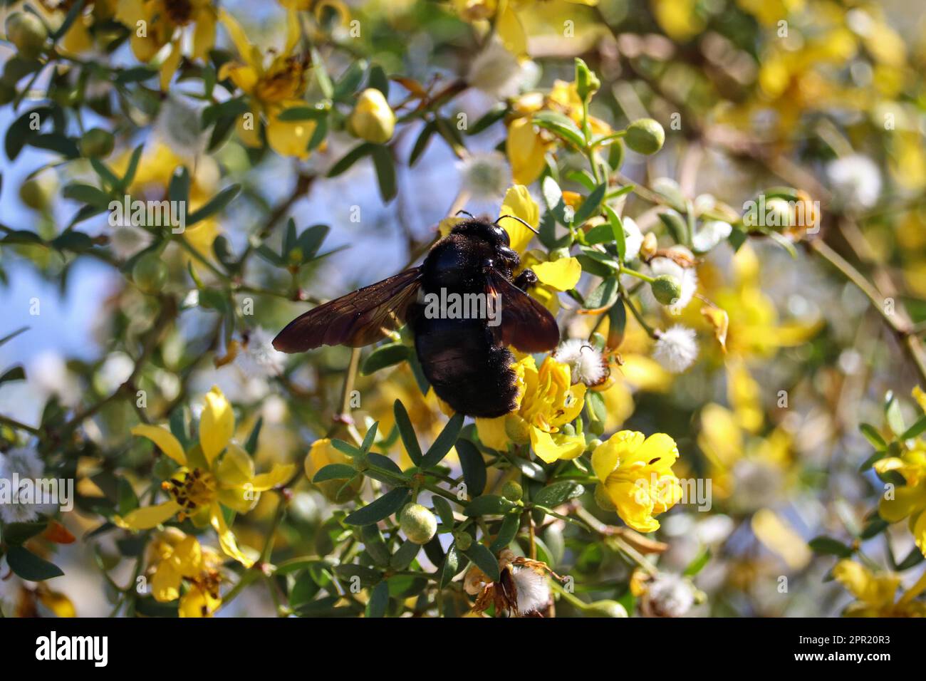 L'ape occidentale del falegname o Xylocopa californica femmina che si nutre di fiori di creosoto al ranch d'acqua di Riparian in Arizona. Foto Stock