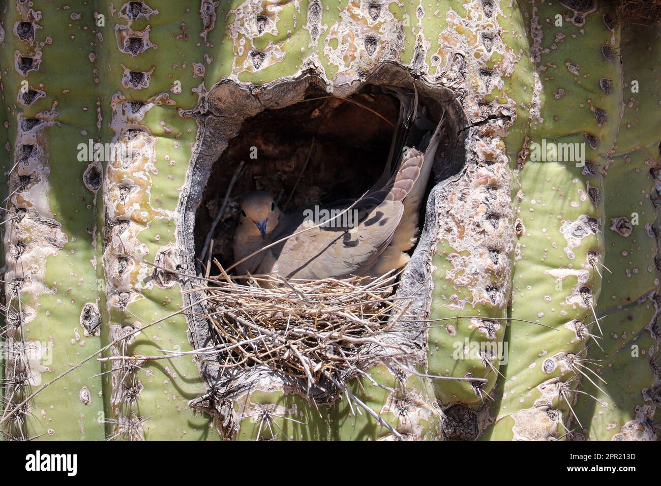 Una colomba in lutto o Zenaida macroura nidificata in un cactus saguaro al ranch d'acqua di Riparian in Arizona. Foto Stock