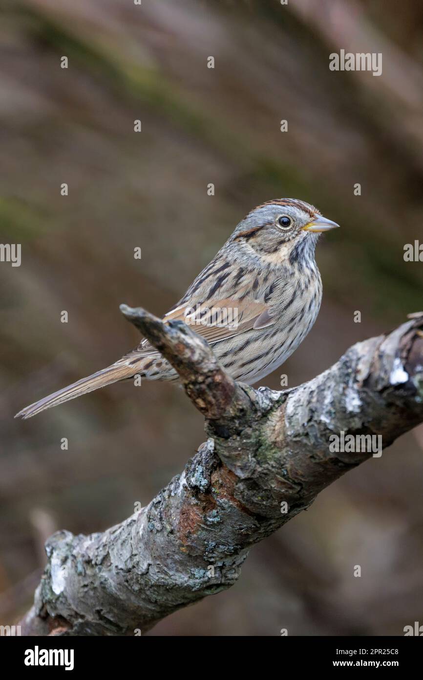 Lincoln's Sparrow Bird a Vancouver BC Canada Foto Stock