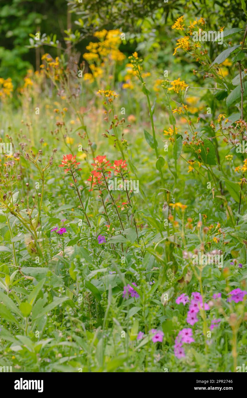 Pennellino indiano, falda texana e flox che crescono in un prato primaverile. Foto Stock