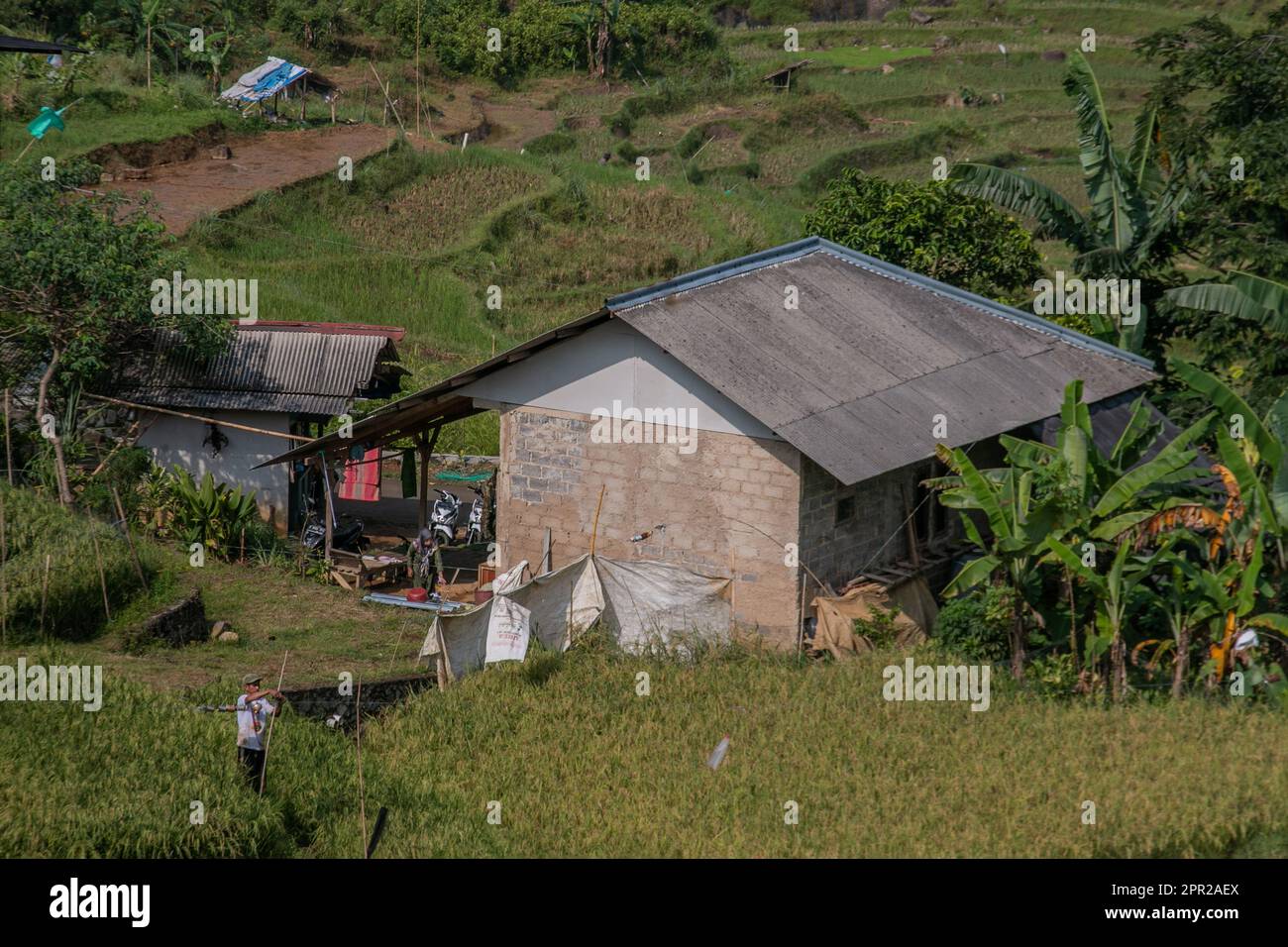 Un agricoltore controlla una rete installata su una risaia per respingere uccelli, locuste e altri parassiti a Bogor il 12 gennaio 2023 Foto Stock