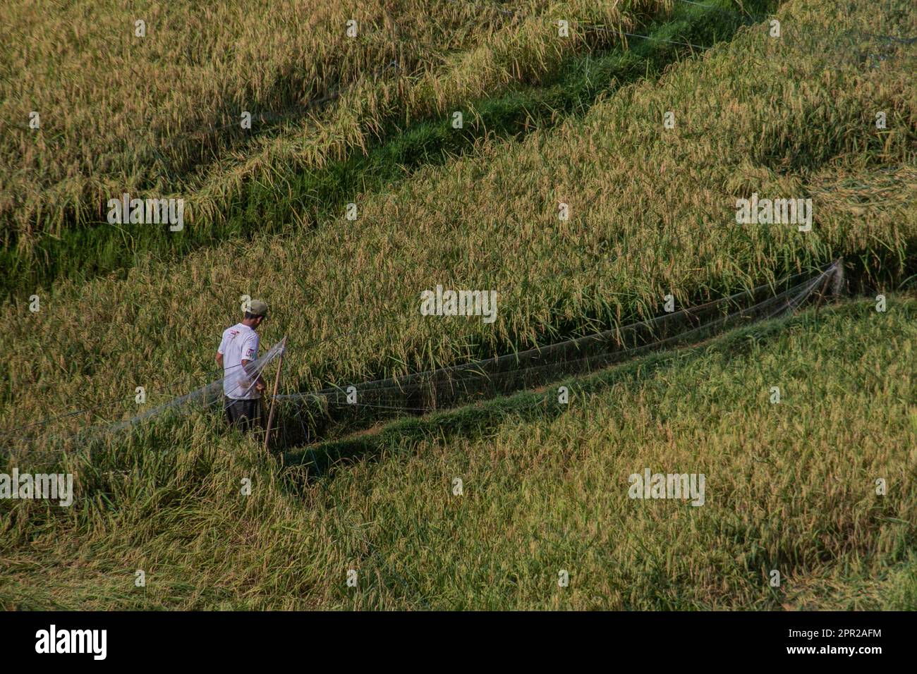 Un agricoltore controlla una rete installata su una risaia per respingere uccelli, locuste e altri parassiti a Bogor il 12 gennaio 2023 Foto Stock