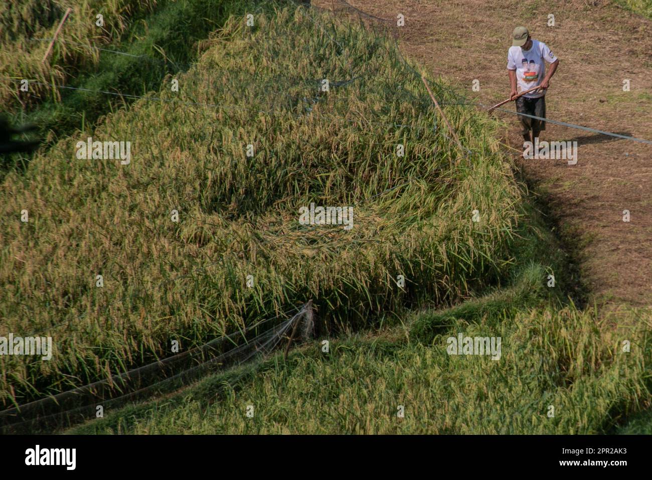 Un agricoltore controlla una rete installata su una risaia per respingere uccelli, locuste e altri parassiti a Bogor il 12 gennaio 2023 Foto Stock