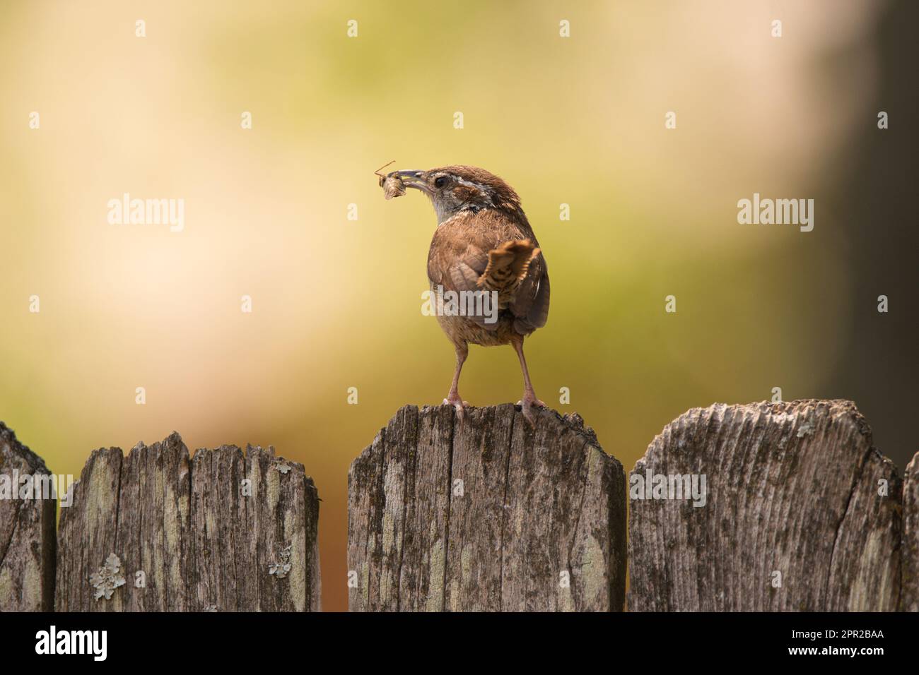 Carolina wren con insetto su recinto Foto Stock