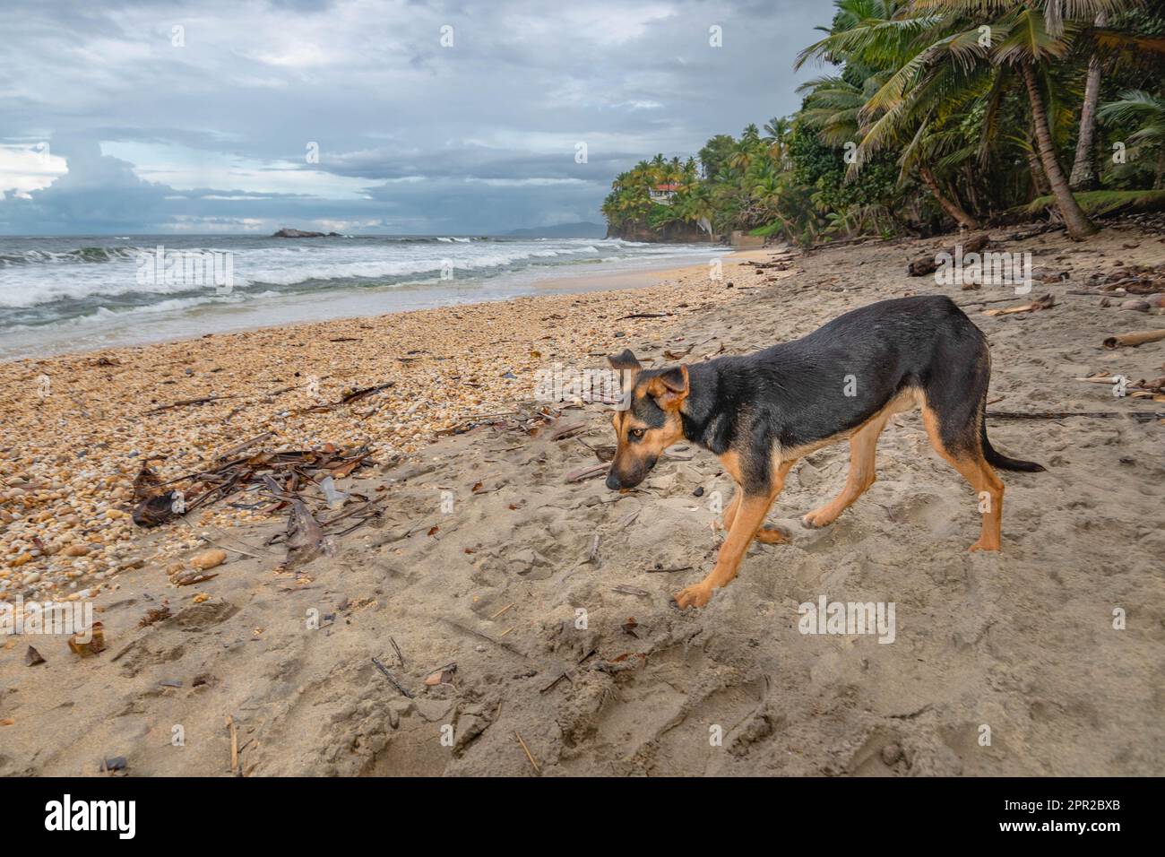 Cane vagante vagare su una spiaggia Foto Stock