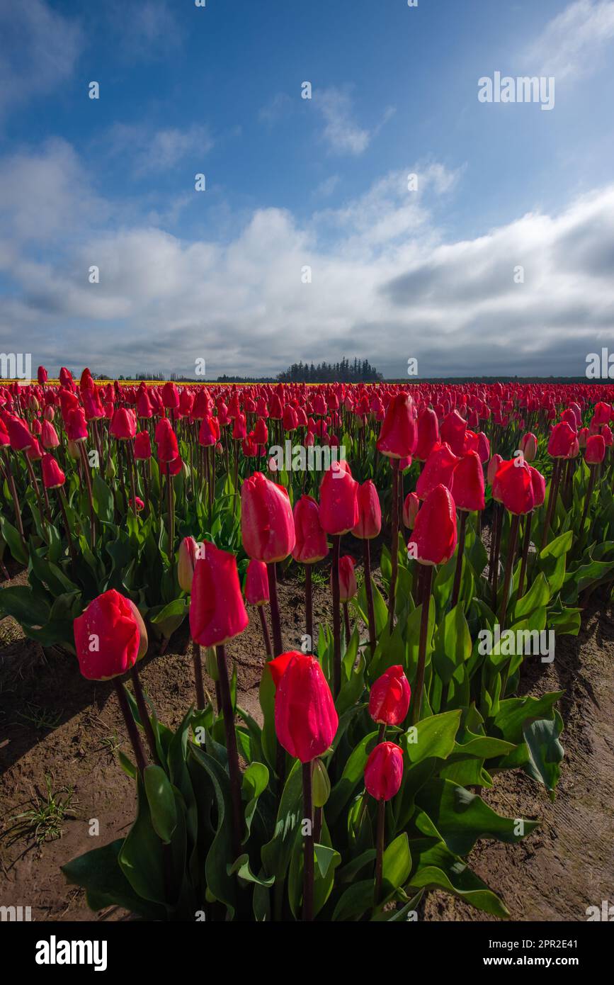 Campo di vivaci tulipani rossi che fioriscono sotto nuvole bianche e soffici cielo blu in una mattina di primavera in Oregon Foto Stock