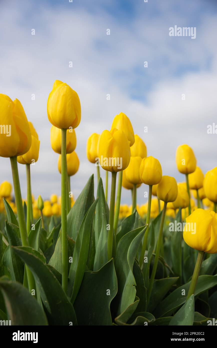 Fiori di tulipano gialli fioriti da vicino sul cielo la mattina della stagione primaverile in Oregon Foto Stock