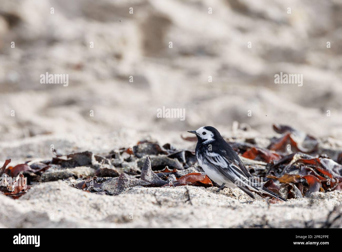 Coda di cavallo Pied [ Motacilla alba ] alla ricerca di insetti tra alghe su una spiaggia sabbiosa Foto Stock