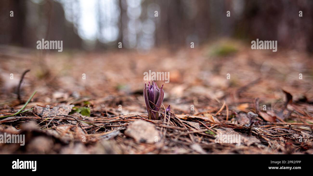 Nevicate nella foresta con bella luce soffusa che segna l'arrivo della primavera. Risveglio primaverile di fiori nella foresta sullo sfondo del sole Foto Stock