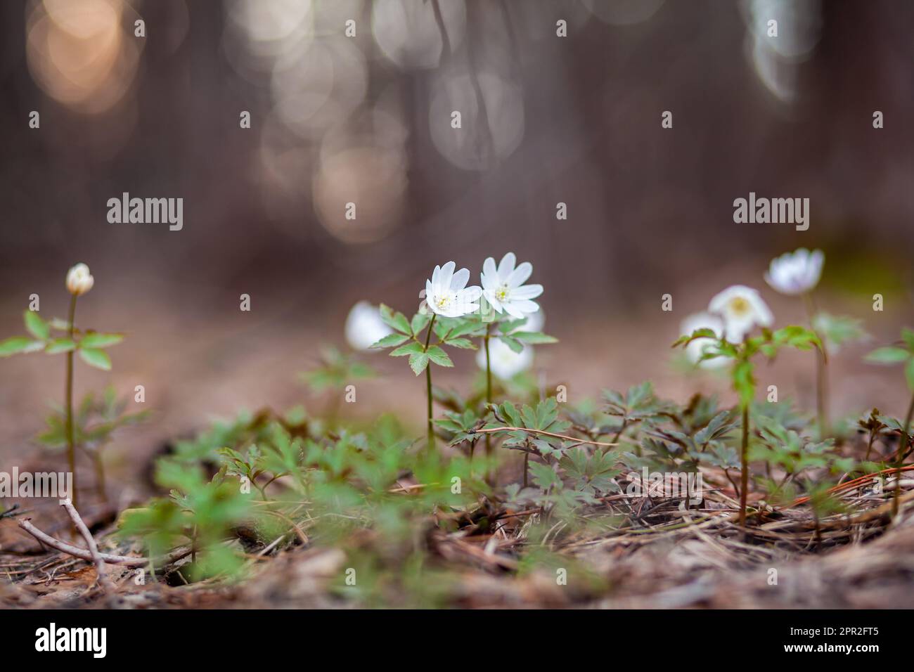 Nevicate nella foresta con bella luce soffusa che segna l'arrivo della primavera. Risveglio primaverile di fiori nella foresta sullo sfondo del sole Foto Stock