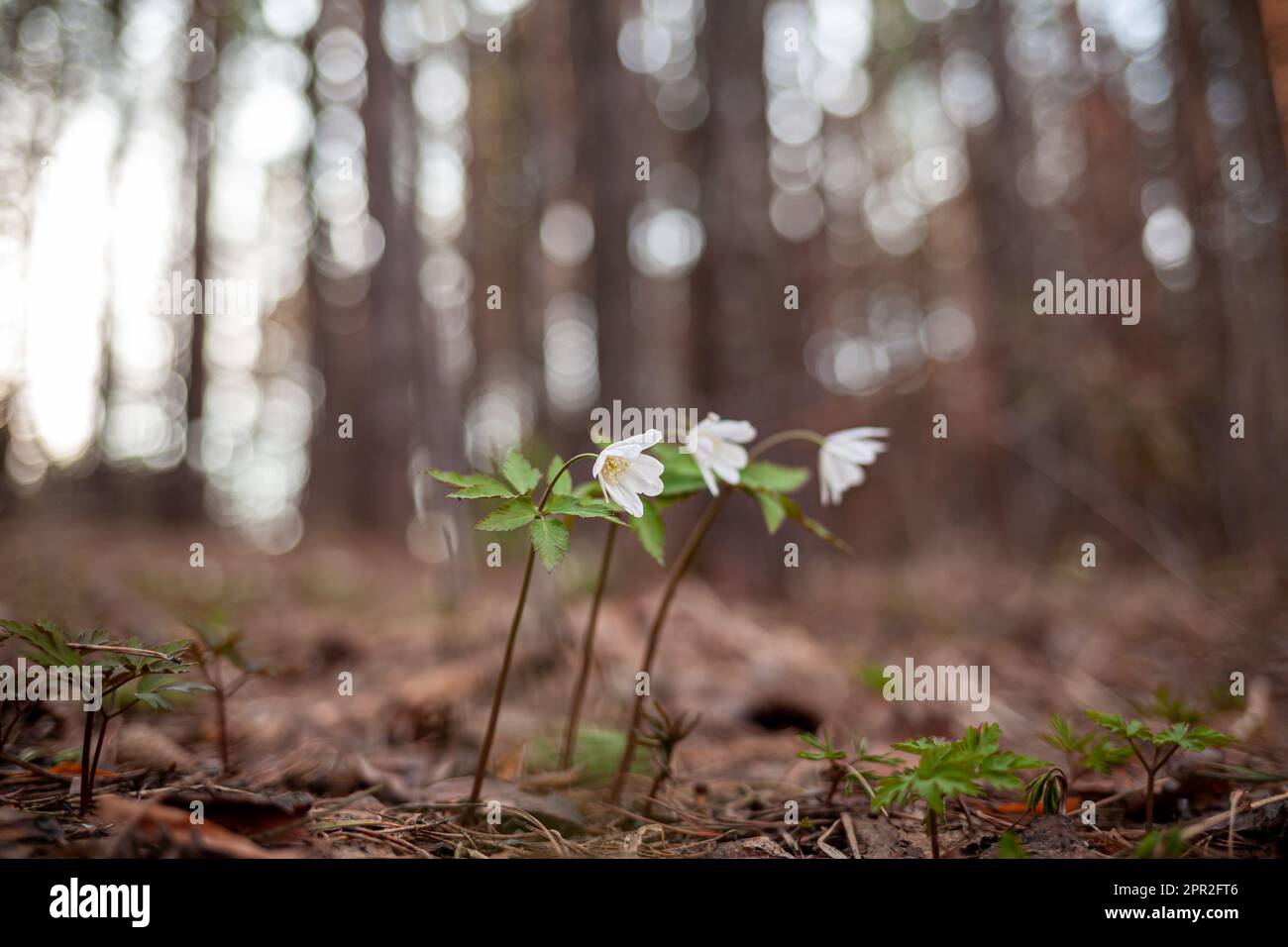 Nevicate nella foresta con bella luce soffusa che segna l'arrivo della primavera. Risveglio primaverile di fiori nella foresta sullo sfondo del sole Foto Stock