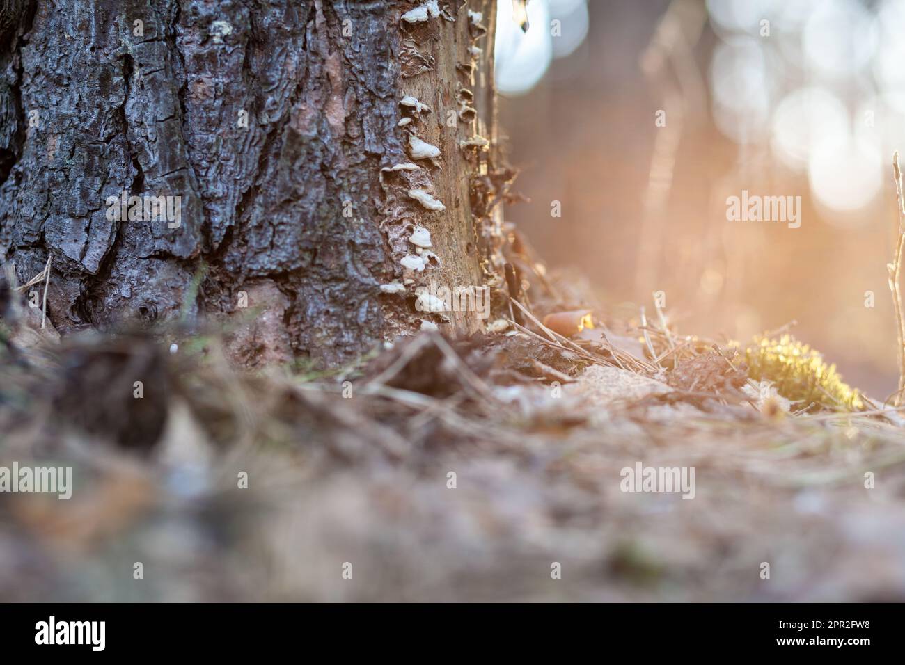 Nevicate nella foresta con bella luce soffusa che segna l'arrivo della primavera. Risveglio primaverile di fiori nella foresta sullo sfondo del sole Foto Stock