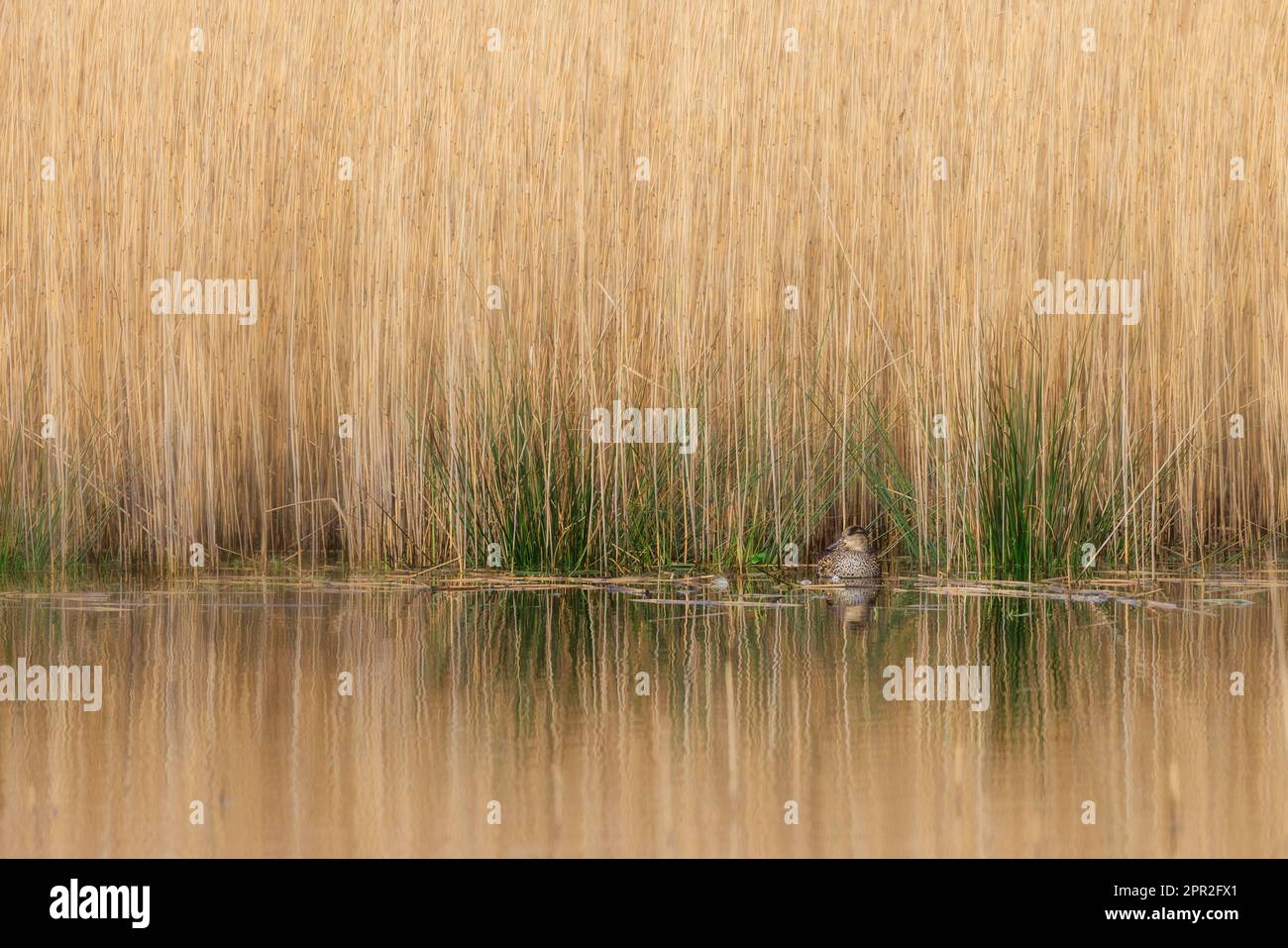 Mallard [ Anas platyrhynchos ] anatra femmina tra canne verdi e marroni con riflesso Foto Stock