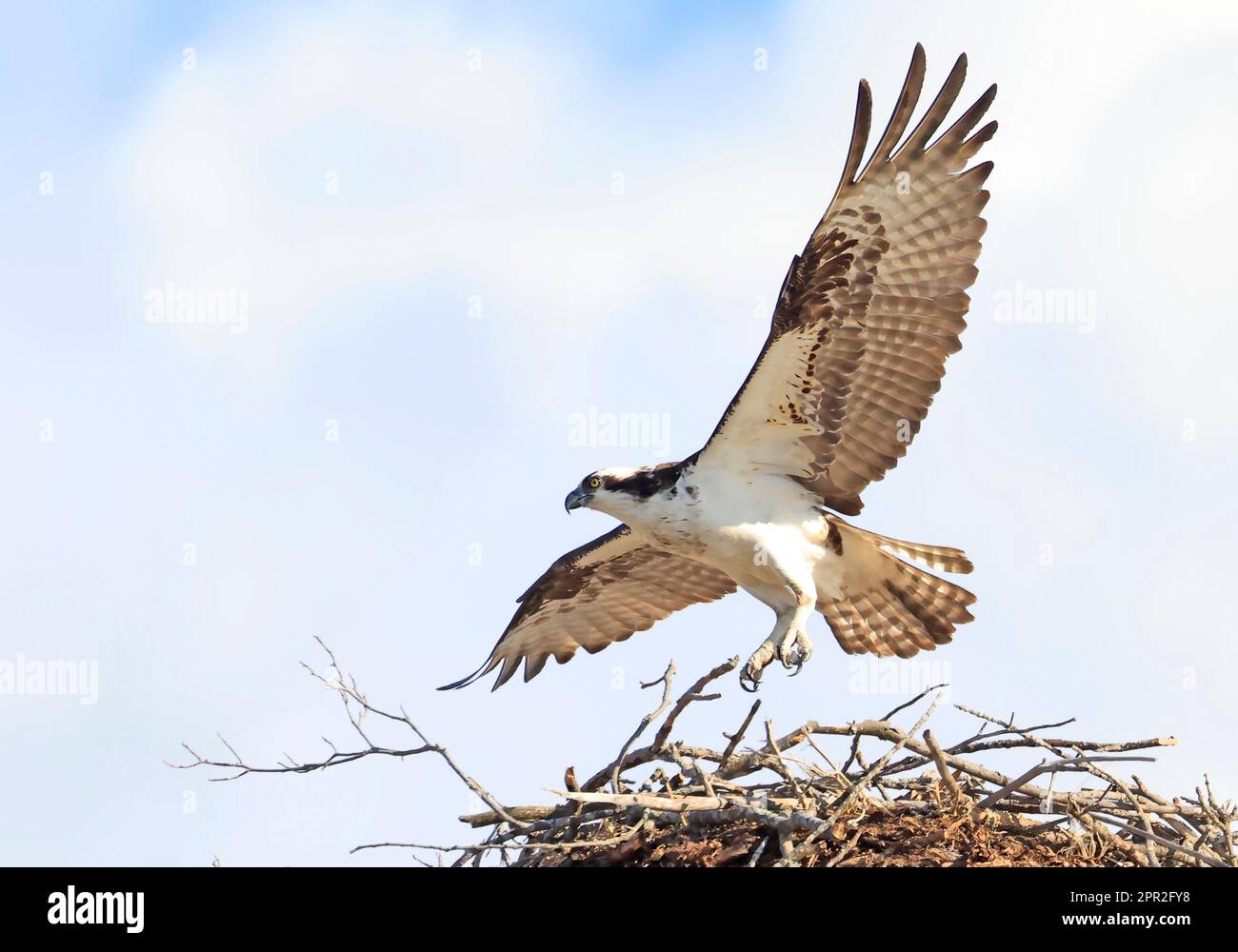 Osprey decollo dal nido, Quebec, Canada Foto Stock
