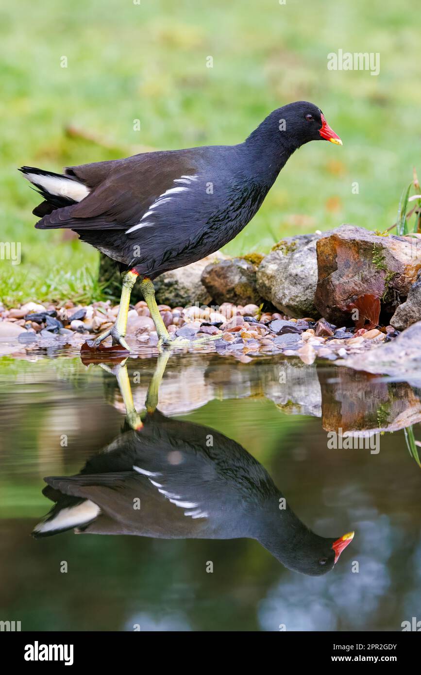 Moorhen [ Gallinula chloropus ] al laghetto giardino con riflessione Foto Stock