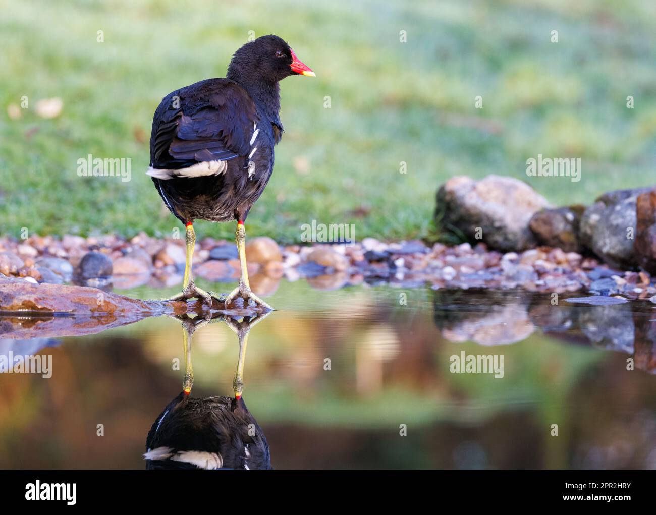 Moorhen [ Gallinula chloropus ] in piedi su pietra in giardino stagno con riflessione Foto Stock