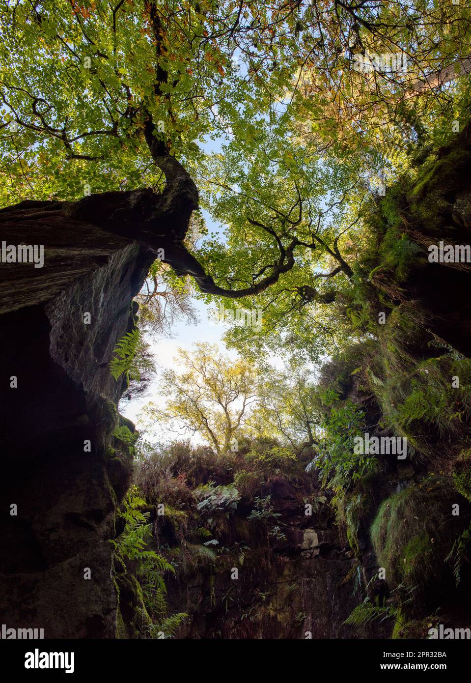 Rocce e piante nella chiesa di Lud, Staffordshire, Inghilterra. Un profondo abisso creato da una massiccia frana, un paesaggio coperto di muschio pieno di storia, miti. Foto Stock