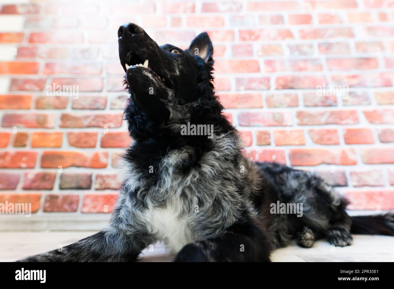 Ritratto di cane riccio nero in studio, in posa, sorridente Foto Stock