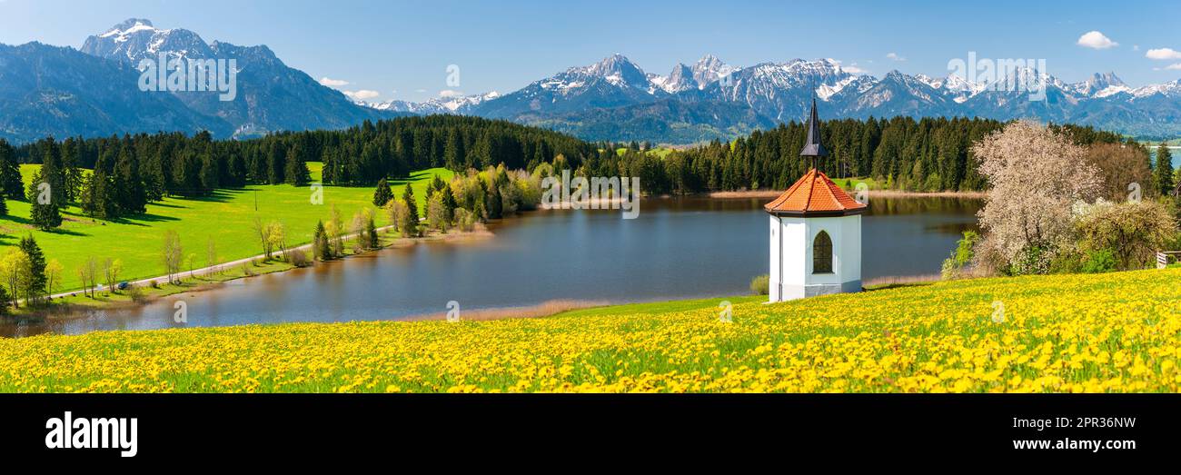 paesaggio panoramico con fiori sul prato in primavera Foto Stock