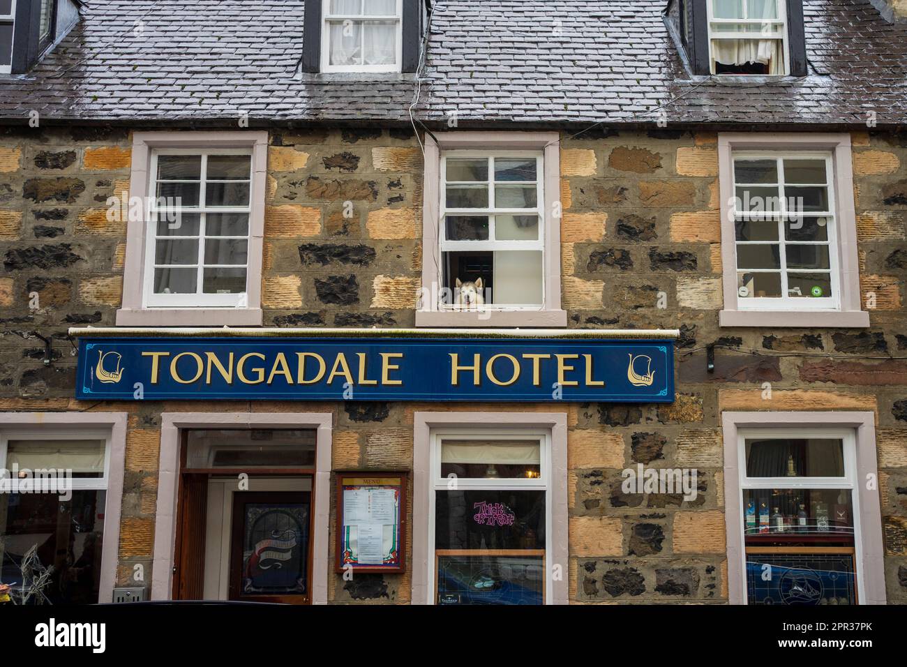 Cane che guarda fuori dalla finestra del Tongadale Hotel, Portree, Isola di Skye: Accogliente fascino delle Highland con vista panoramica sulla città. Foto Stock