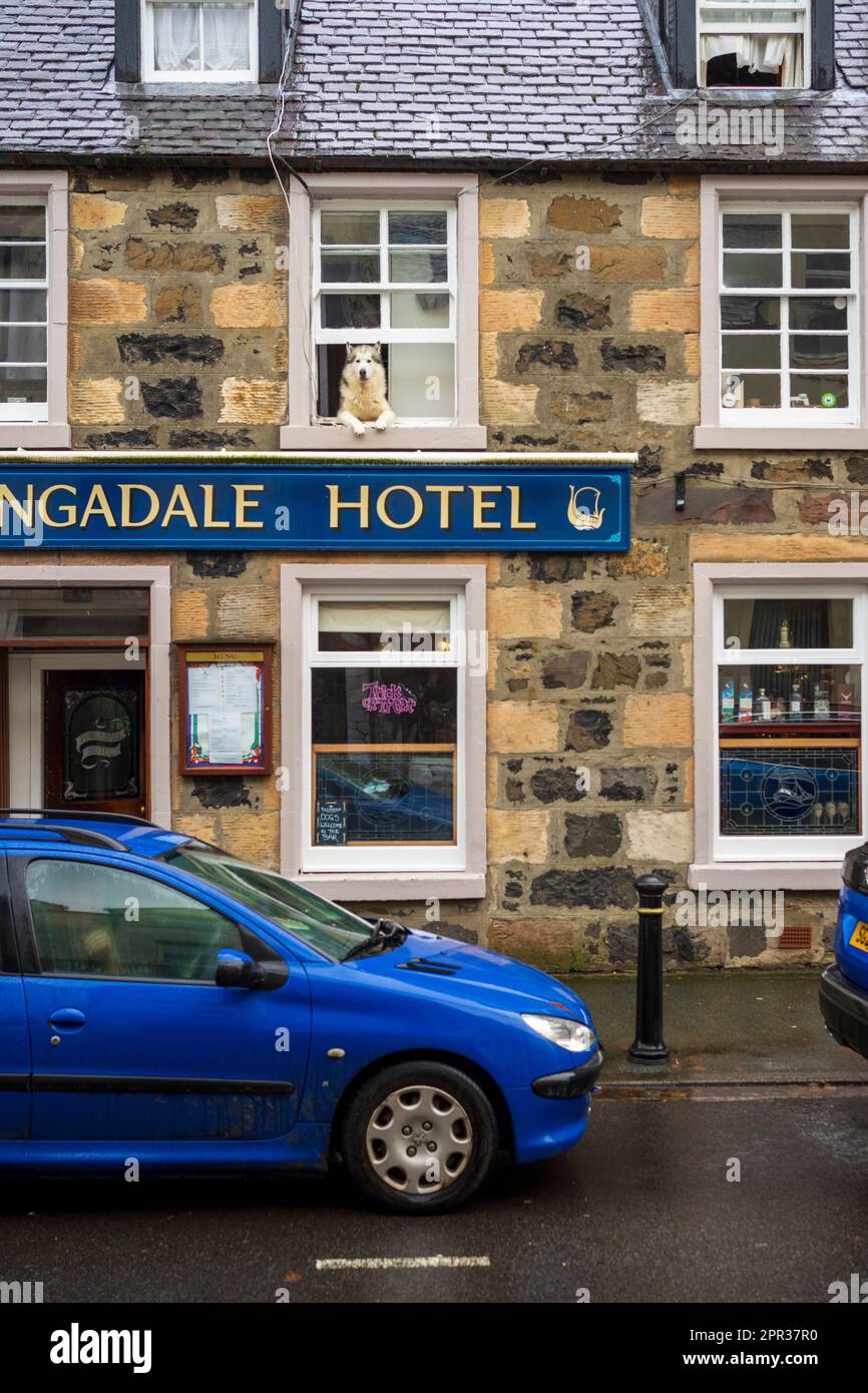 Cane che guarda fuori dalla finestra del Tongadale Hotel, Portree, Isola di Skye: Accogliente fascino delle Highland con vista panoramica sulla città. Foto Stock
