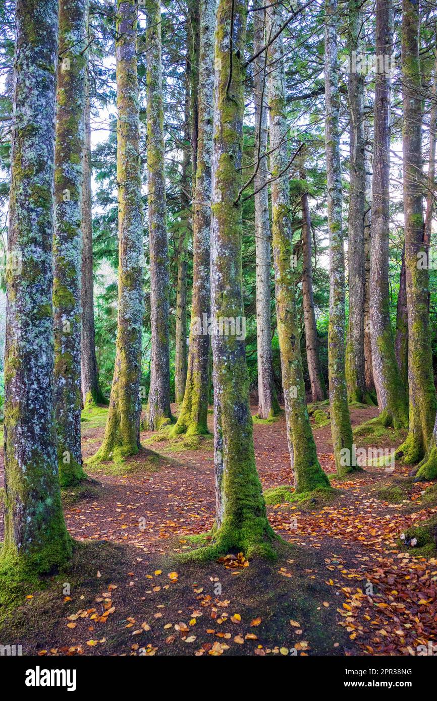 Tronchi d'albero ricoperti di muschio in un antico bosco, ricchi tessuti verdi e luce filtrata creano un'atmosfera da foresta incantata e fiabesca. Foto Stock