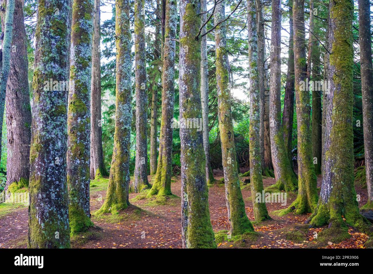 Tronchi d'albero ricoperti di muschio in un antico bosco, ricchi tessuti verdi e luce filtrata creano un'atmosfera da foresta incantata e fiabesca. Foto Stock