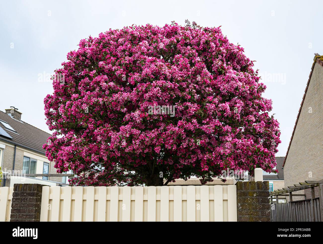 Fiori rosa decorativi di un melo ornamentale in fiore Foto Stock