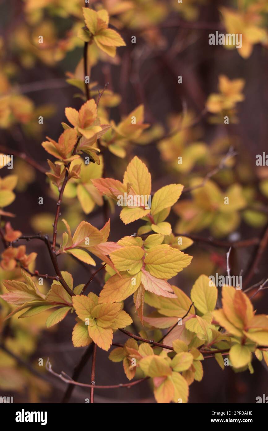 Rami con foglie gialle.Spiraea japonica principessa d'oro. Foto Stock