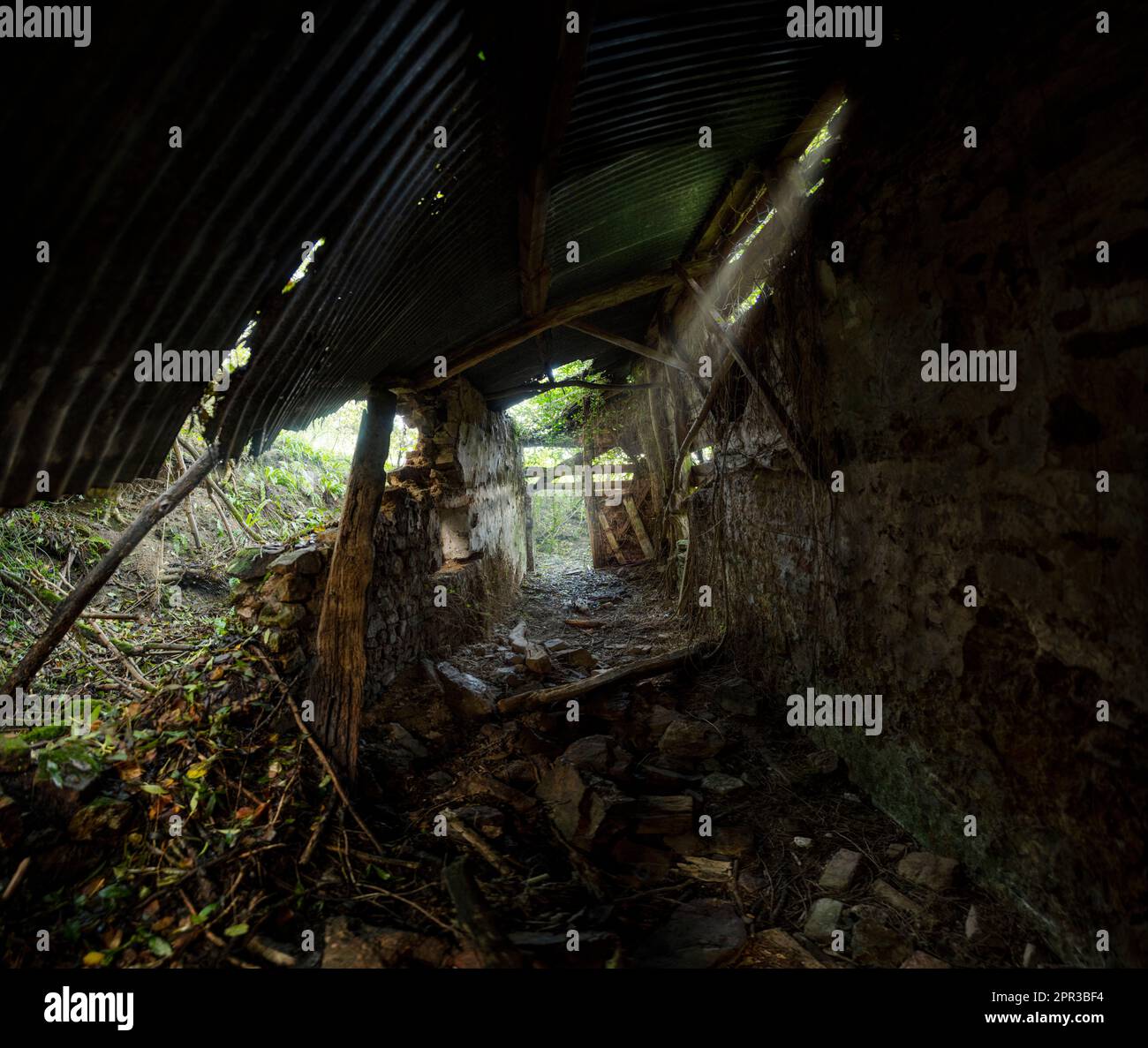 Si è rovesciata una baracca nei boschi, vicino a May Hill nel Gloucestershire, con la luce che arriva attraverso le pareti di pietra e il tetto di ferro ondulato di questa rovina. Foto Stock