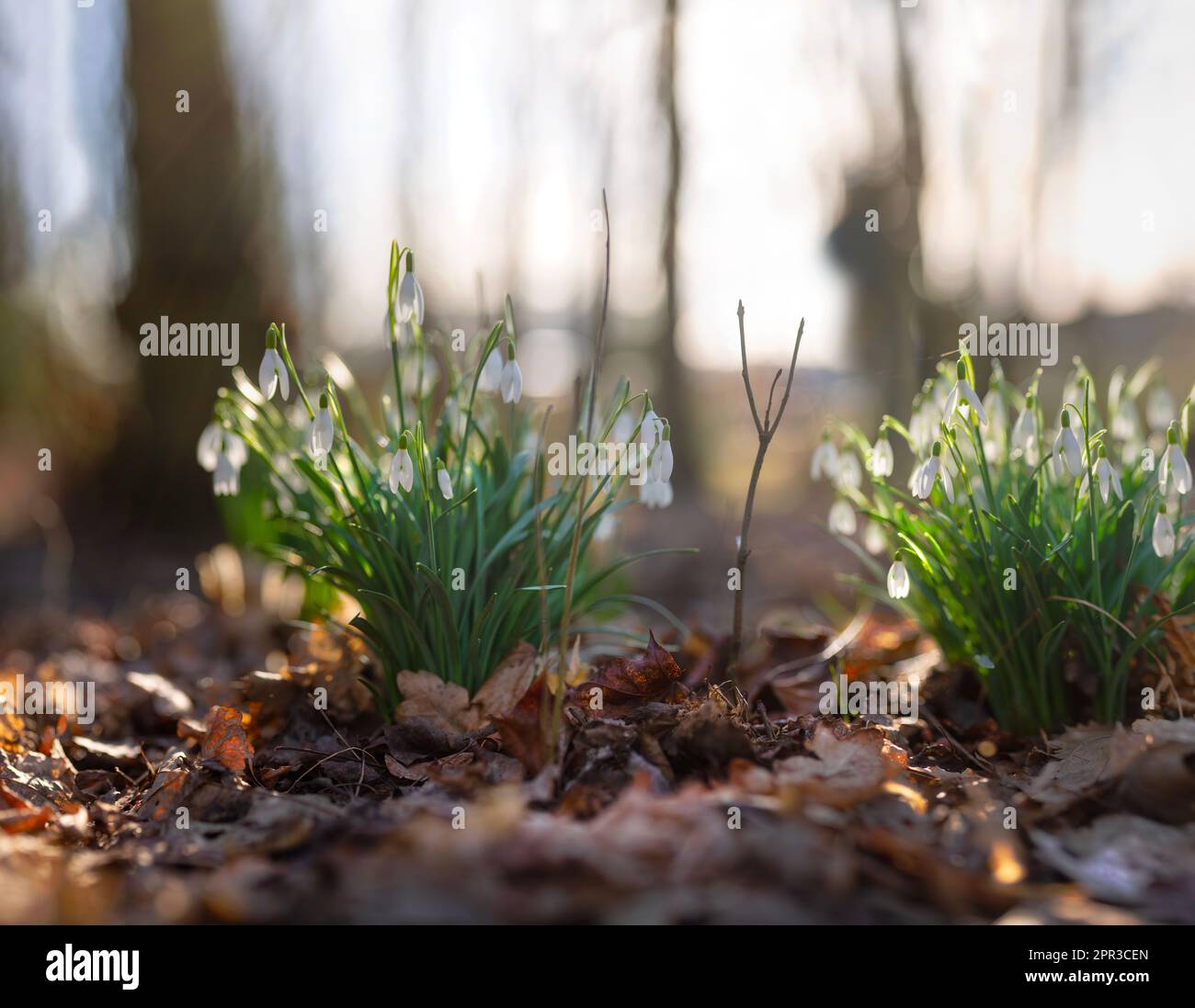 Primo piano di gocce di neve che crescono in un legno inglese. I primi fiori primaverili crescono alla luce del sole tra gli alberi nella campagna di picco Districtcountryside Foto Stock