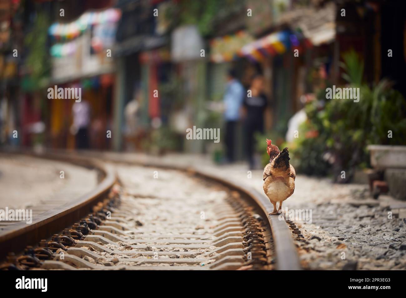 Gallo camminando su binario ferroviario tra le case. La cosiddetta strada dei treni con i suoi numerosi caffè è un luogo popolare per i turisti ad Hanoi. Foto Stock