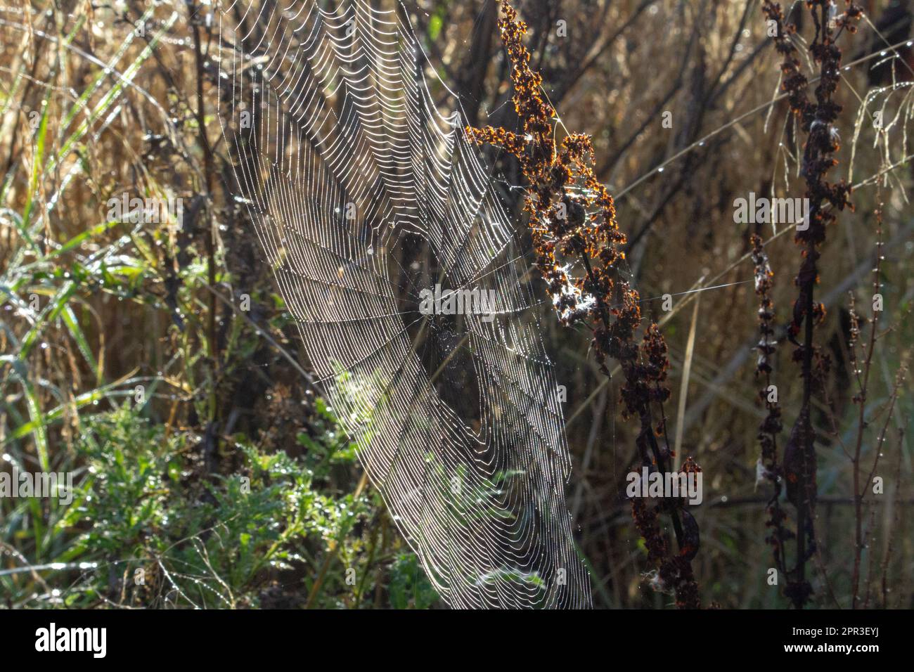 Ragnatela con rugiada isolata su fondo naturale verde scuro con altre piante Foto Stock