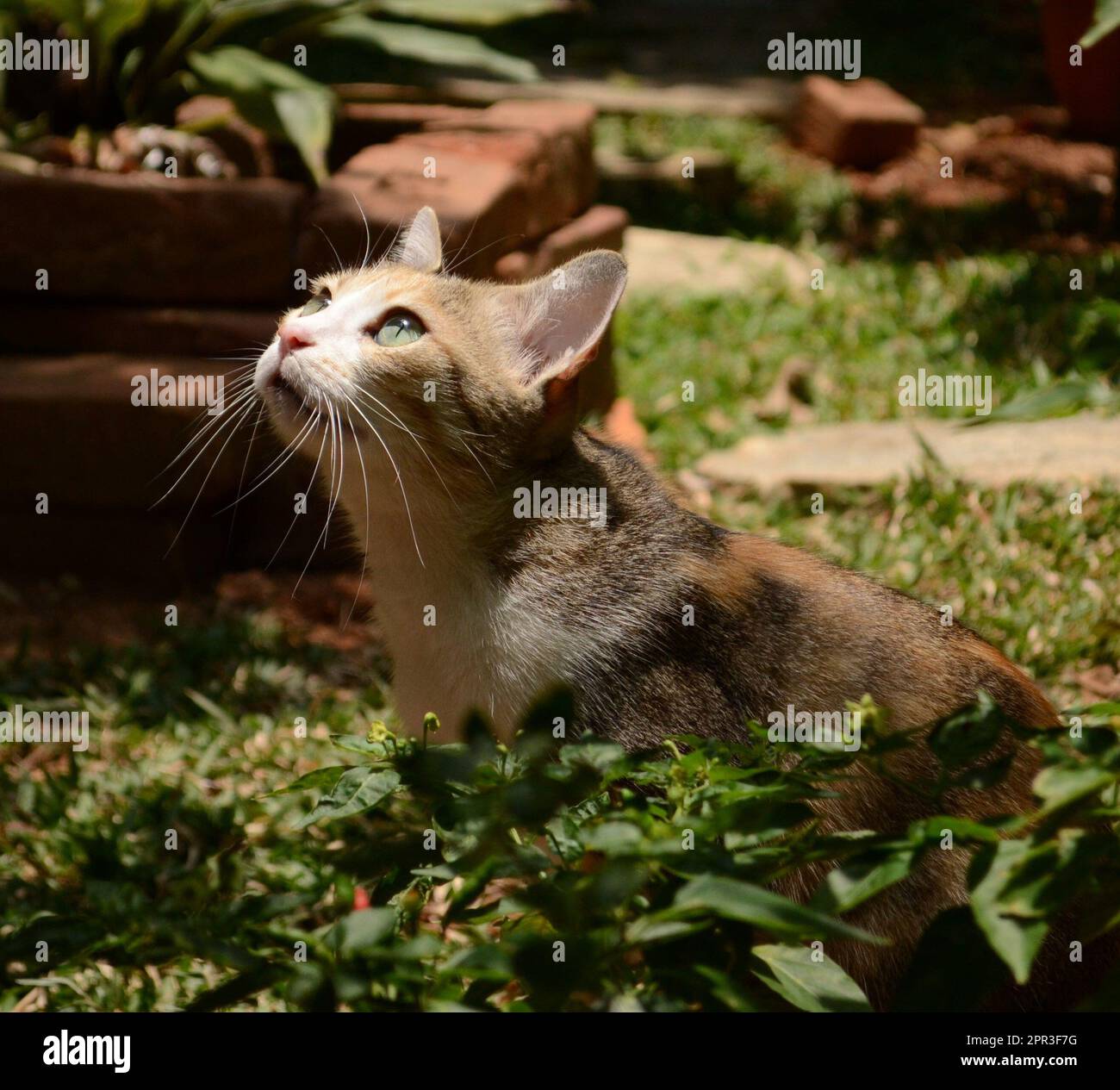 Il mio animale domestico, Misky sulla caccia in giardino Foto Stock