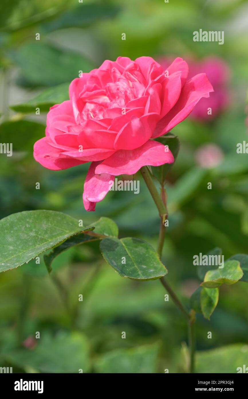 Rosa Sophy's Rose, Rose Auslot, rosa arbusto con fiori dal rosa intenso al rosso, a forma di rosetta Foto Stock