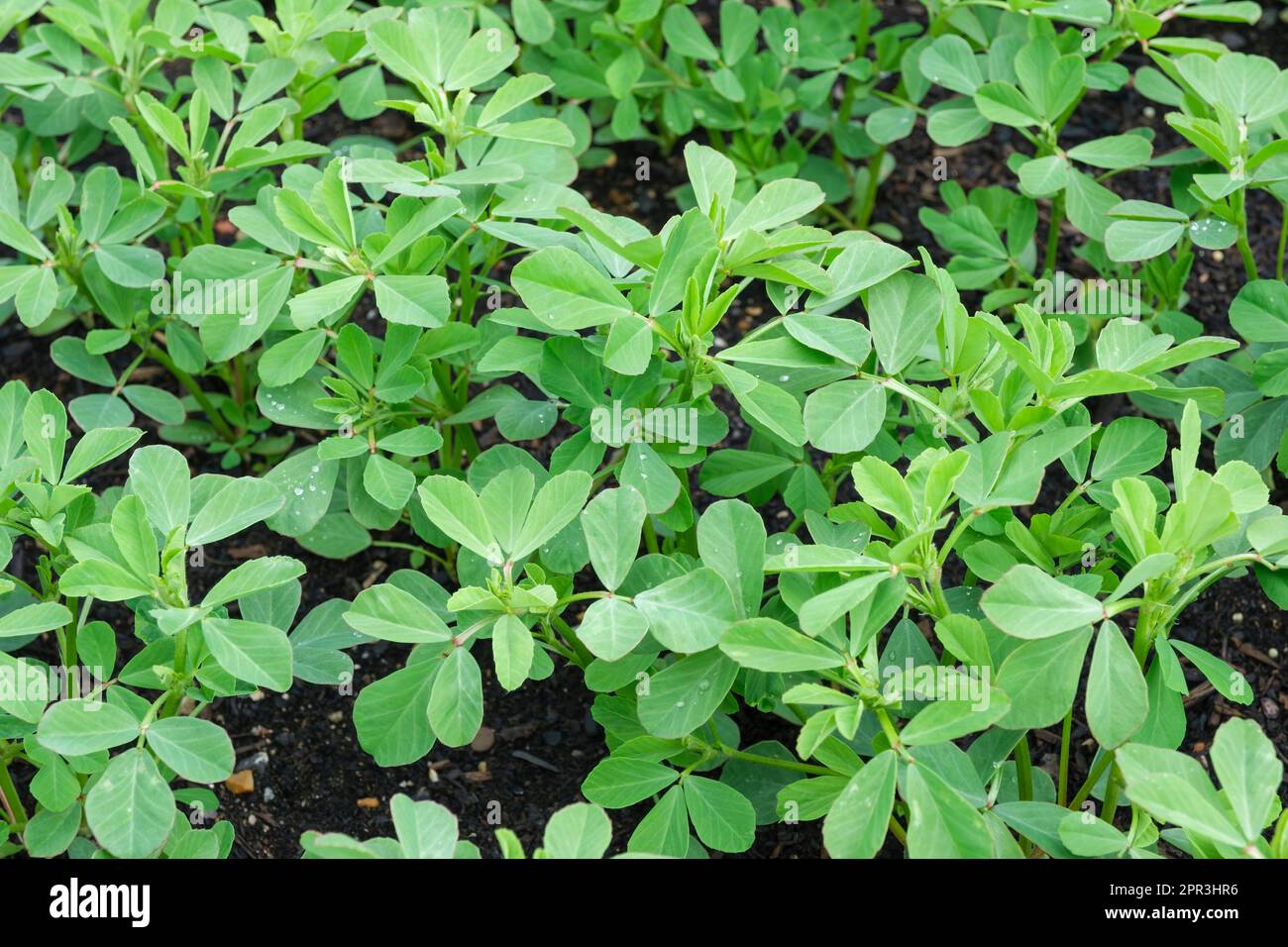 Fenugreek, Trigonella foenum-graecum, giovani piante in crescita Foto Stock